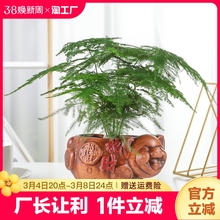 文竹盆栽盆景植物室内水培植物花客厅桌面办公室绿植好养房间