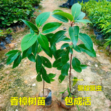 香樟树苗龙脑樟树小叶香樟木树名贵苗木庭院绿化风景大树