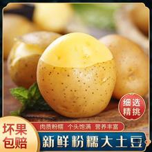 土豆【批发】甘肃黄心土豆新鲜马铃薯洋芋当季蔬菜小土豆3/5/10斤