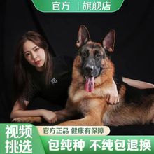 德国牧羊犬幼犬纯种活体看家护院犬德牧幼犬活物平背德牧弓背德牧