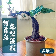 何首乌盆栽多年生块根盆景绿植造型爬藤办公室书房茶桌客厅包迪鹏