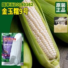 常丰金玉糯9号白玉米种子 基地国审品种保白糯鲜食玉米籽甜糯无渣