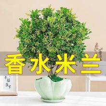 香水米兰花盆栽花卉植物四季开花带花苞浓香好养老桩盆景驱蚊绿植