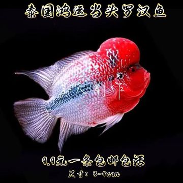 泰国鸿运当头罗汉苗/古典罗汉苗高起头率耐活热带观赏鱼包邮清仓