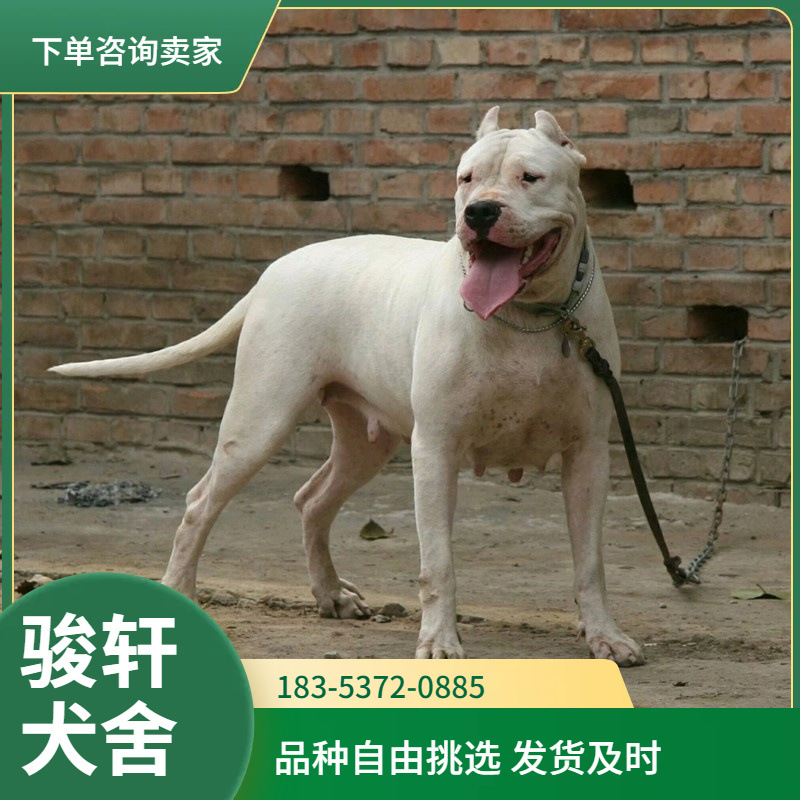 纯种杜高幼犬活体阿根廷杜高犬猎犬大型犬出售幼崽杜高护卫犬狗狗