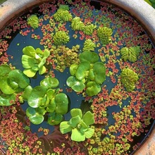 鱼缸浮萍水草植物养龟养鱼净化水质草缸造景套餐水葫芦水芙蓉圆心