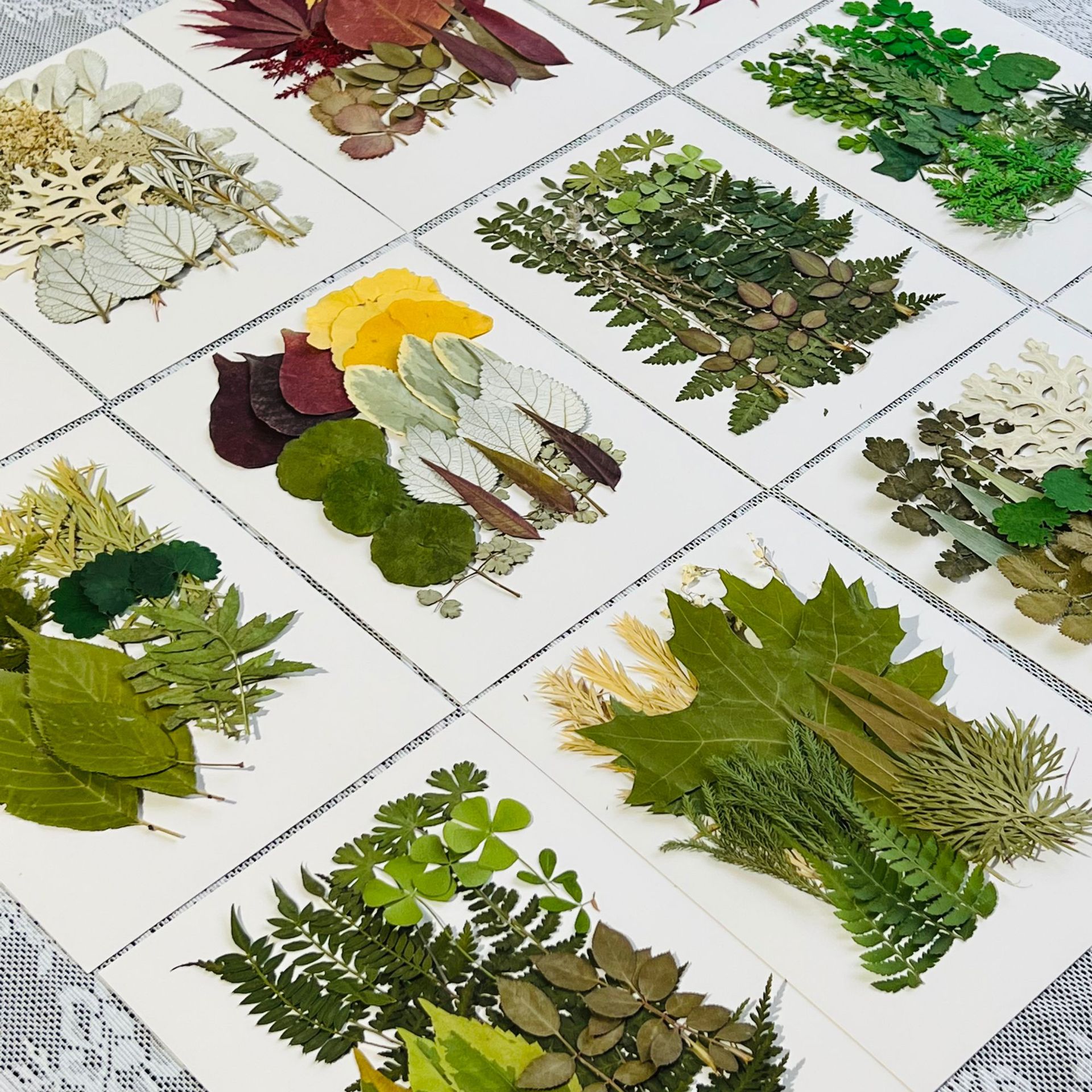 干花押花批发幼儿手工材料贴画压花贴脸装饰干花妆真树叶植物标本
