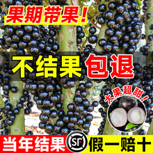 四季嘉宝果苗树树葡萄沙巴水果树苗当年结果南方北方种植盆栽大全