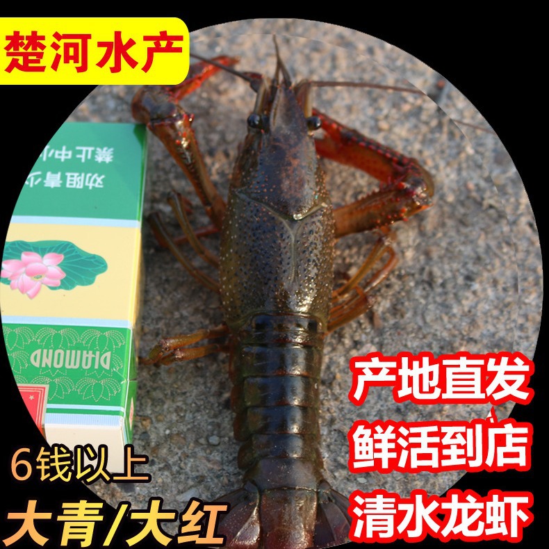 规格立即订购加入进货单买家服务支付方式世界小龙虾看中国中国小龙虾