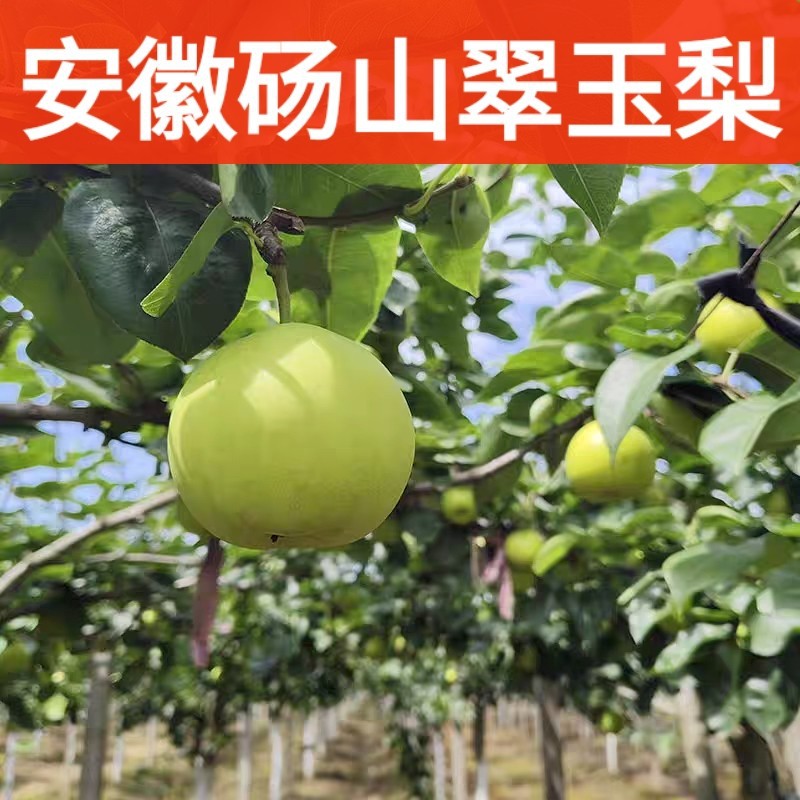 砀山梨子新鲜水果冰糖翠玉梨苹果梨脆冠梨青梨当季整箱