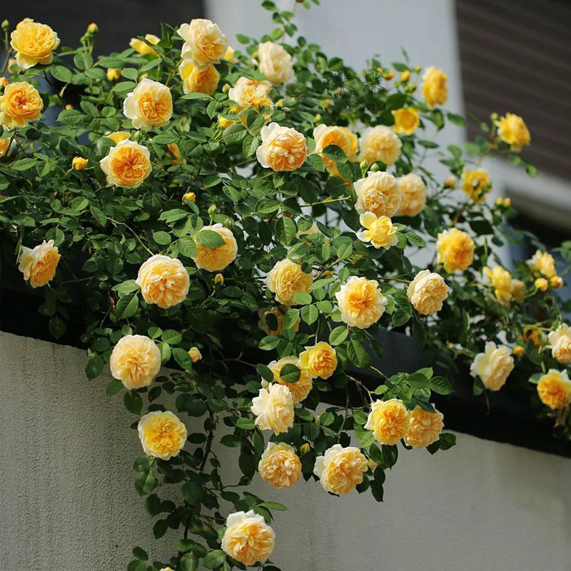 藤本月季大花浓香庭院爬藤蔷薇花苗植物庭院盆栽欧月玫瑰四季开花