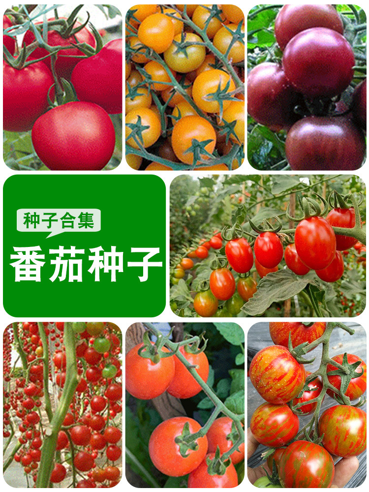 小番茄种子红圣女樱桃番茄种子五彩黑珍珠西红柿种子番茄春夏播种