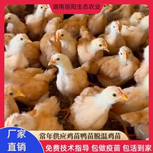 批发脱温一个月黄土鸡苗活体半斤重幼崽农村山地放养土鸡养活好养