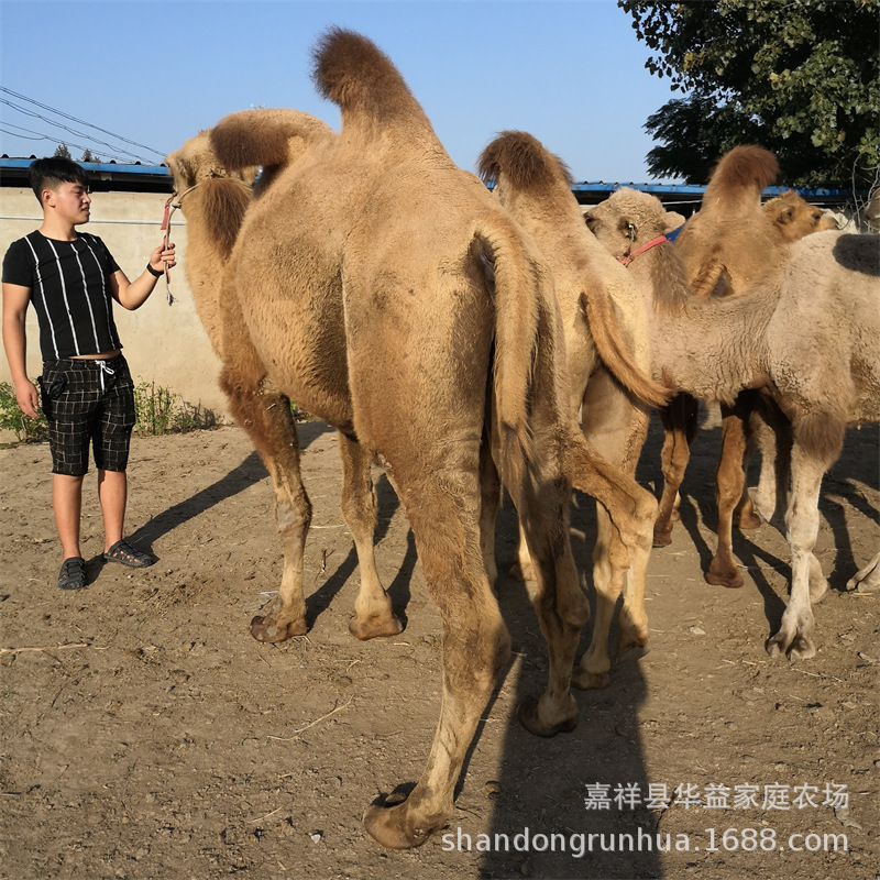 活体骆驼养殖厂出售旅游骑乘双峰骆驼 动物园观赏骆驼租赁回收