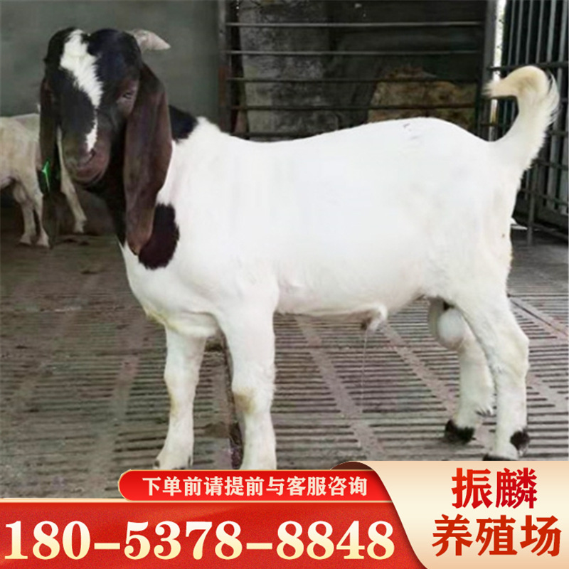 波尔山羊和奶山羊杂交小尾寒羊羔羊养殖河北波尔山羊养殖-阿里巴巴
