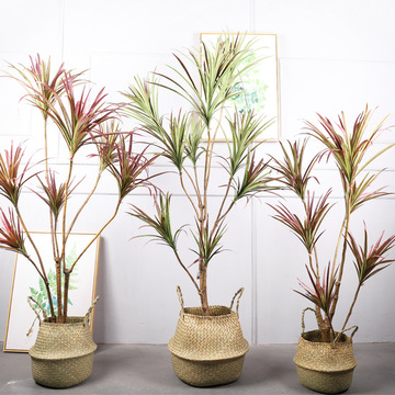 ins风仿真铁树绿植盆景大型落地沙漠装饰植物摆件布景树户外红叶