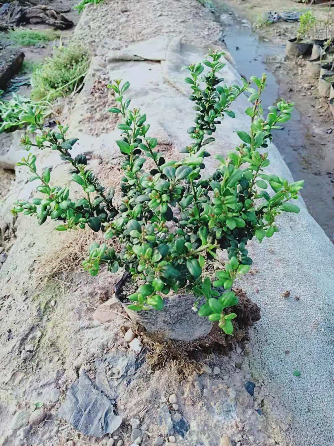 基地直供龟甲冬青容器