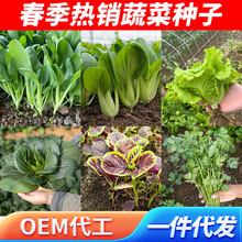 理想蔬菜种子定制商用上海青香菜生菜白菜四季蔬菜叶菜类青菜种籽