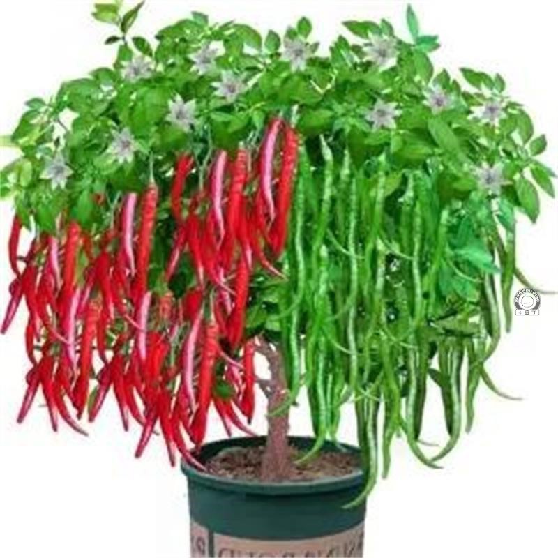 辣椒树盆栽树苗可食用小米辣椒线椒阳台庭院多彩花卉泡椒室内盆栽