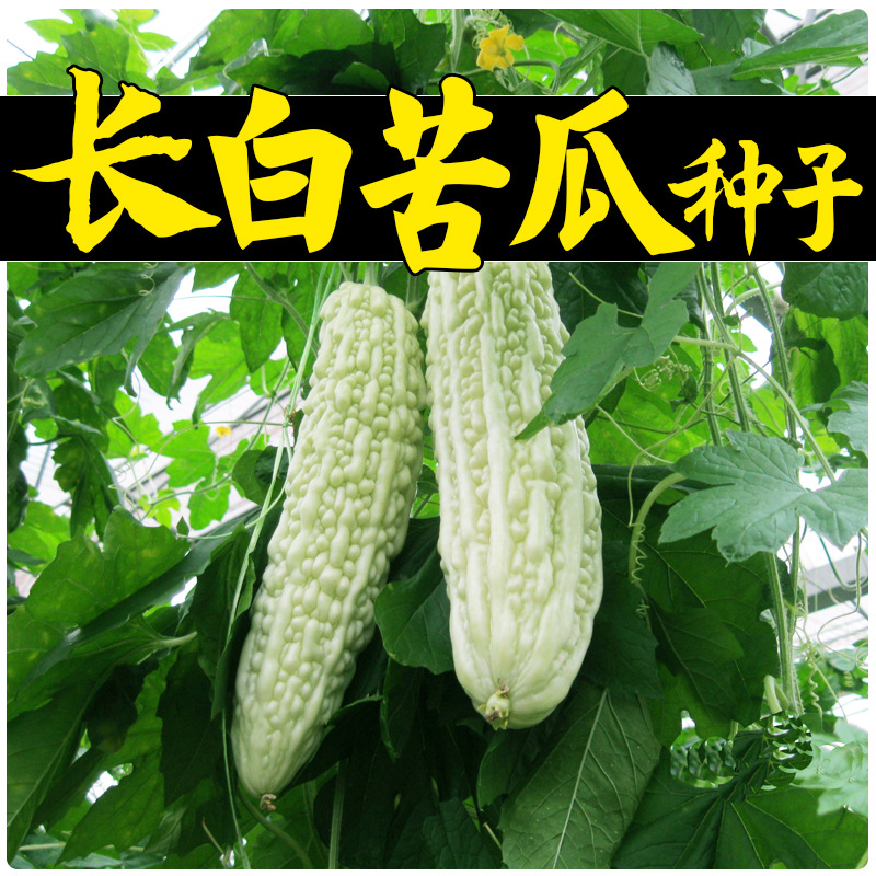 蓝山大白苦瓜种子春季夏秋蔬菜超大型白苦瓜抗病高产四季苦瓜种孑