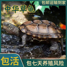 龟宠物【送龟粮】中华草龟小乌龟活物外塘长寿龟金线墨龟苗批发