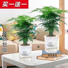 文竹大苗四季常青盆栽绿植室内水培植物驱蚊盆景带盆花卉客厅好养