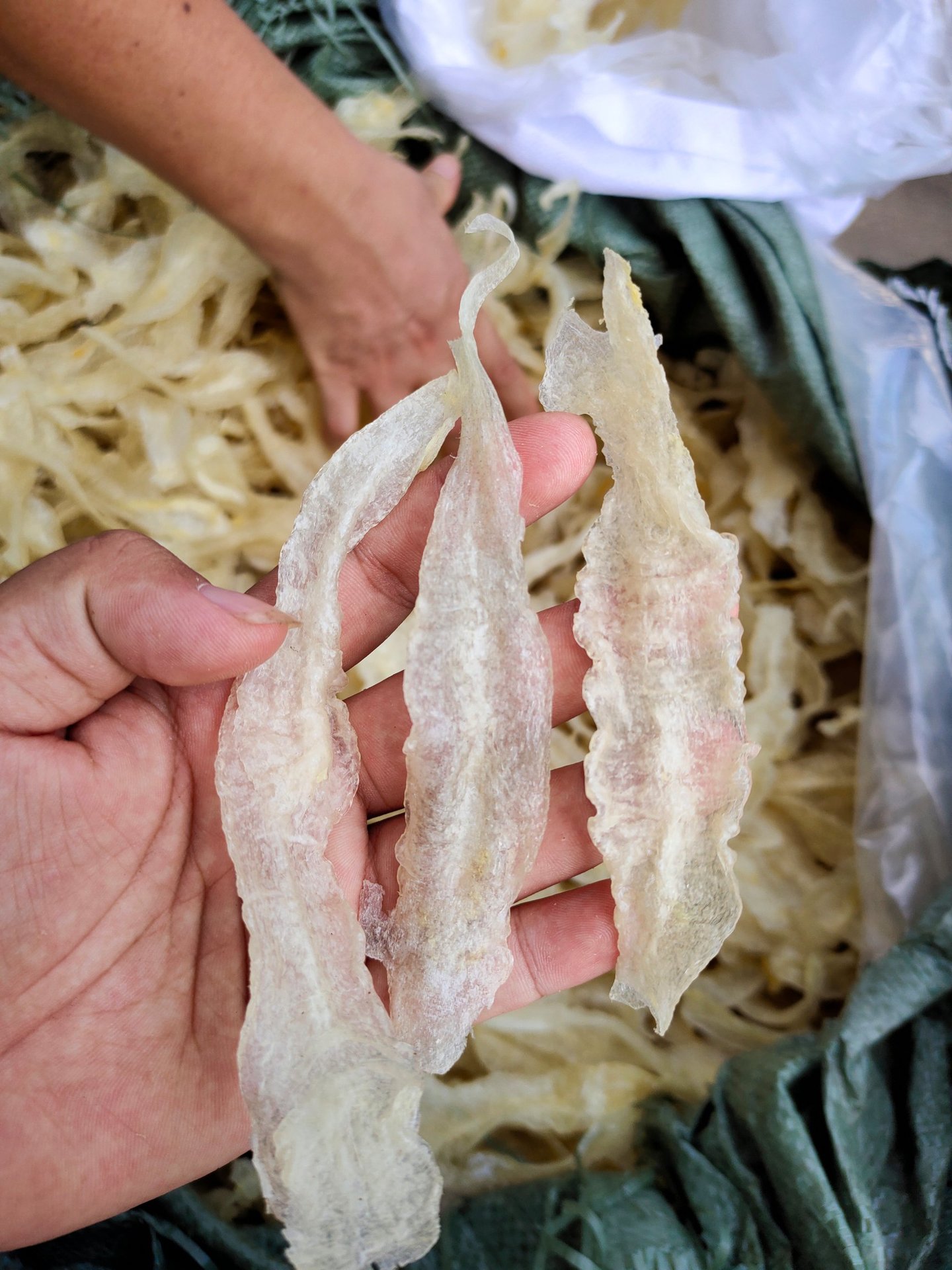 水发淡水金龙鱼胶花胶 500g 阿里巴巴批发北海花胶鱼肚 酒店食材
