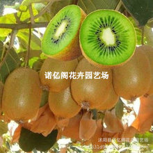嫁接猕猴桃苗红心徐香软枣猕猴桃树苗地栽当年结果南北方种植庭院