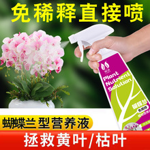 厂家直销一件代发批发兰科君子兰墨兰开花植物免稀释蝴蝶兰营养液