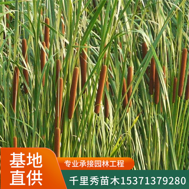 批发香蒲苗东方香蒲蒲菜深蒲蒲荔久蒲笋蒲芽蒲白蒲儿根蒲儿菜