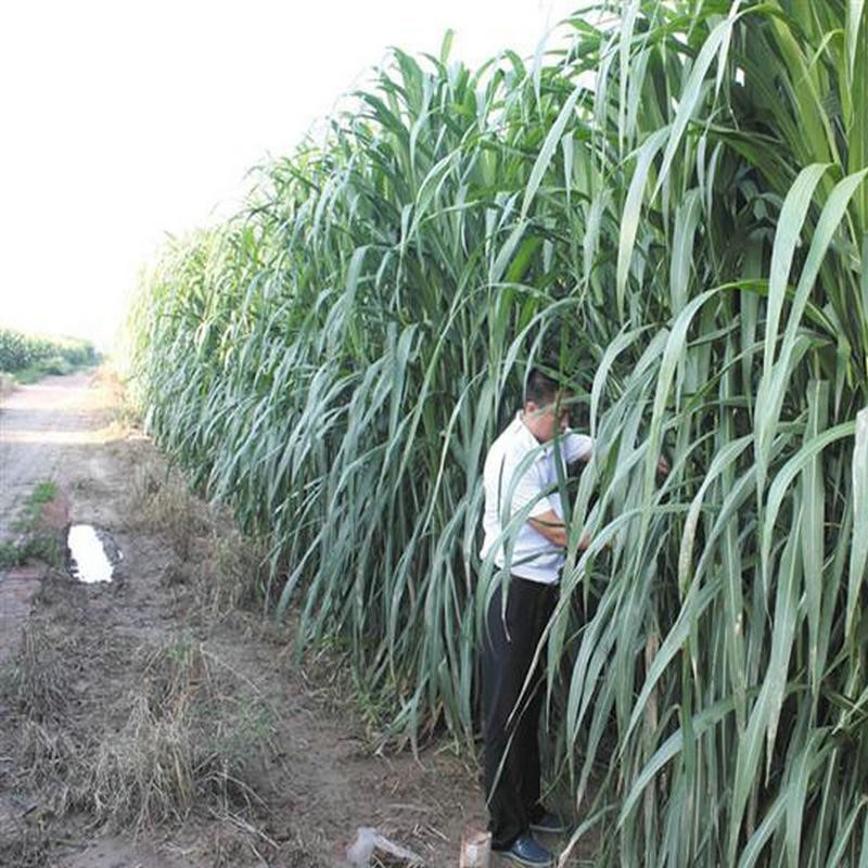 一件代发台湾甜象草种孑多年生四季绿洲一号牧草籽田像草子种草种