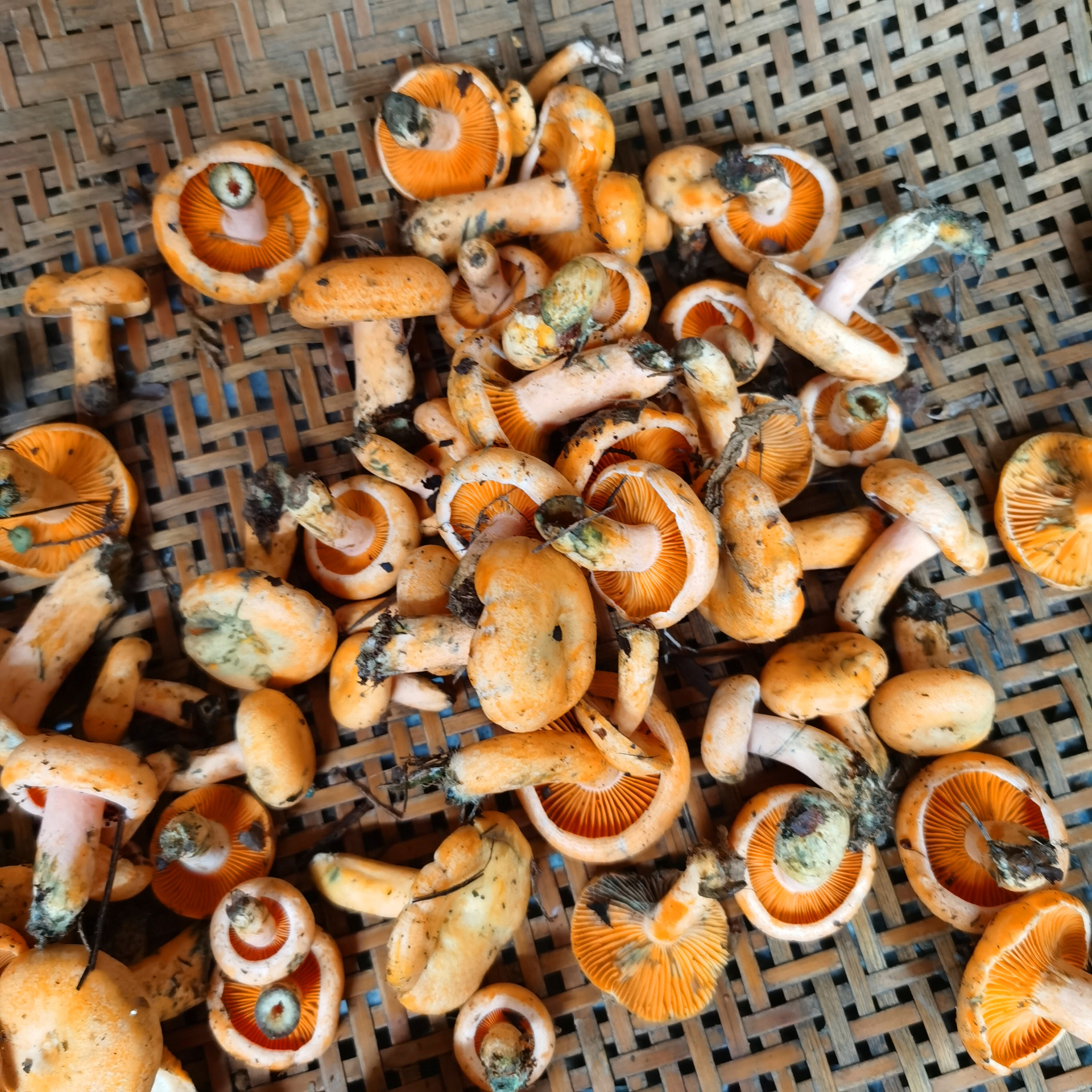 湘西特产山珍新鲜蘑菇野生菌黄枞菌六月菌菌寒菌雁鹅菌500克包邮