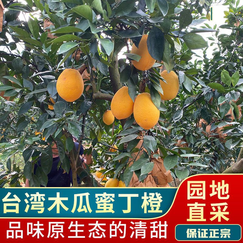台湾木瓜蜜丁橙子新鲜当季水果甘甜水多孕妇儿童老人首选礼盒装