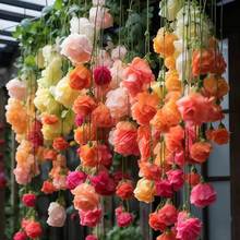 Begonia flower seeds seeds climbing plants easy to live in跨