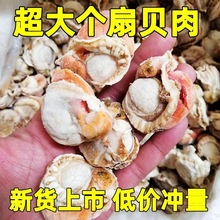 扇贝肉冻货鲜活新鲜剥肉冷冻巨大号肉商用长岛北城红贝无冰衣批发