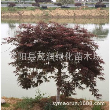 一件代发红枫树苗羽毛枫庭院风景树园林绿化彩叶工程苗羽毛枫小苗