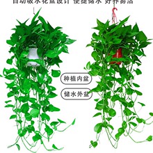 绿萝盆栽吸甲醛室内植物垂吊绿植净化空气花卉水培除甲醛长藤代发