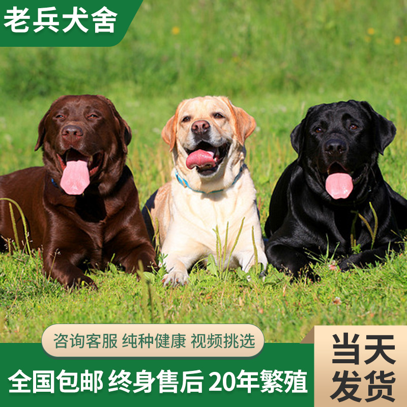 神犬小七收视率图片