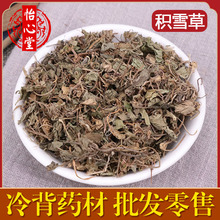 中药材冷背奇积雪草落得打铜钱草蹦大碗马蹄草量大从优批发冷背奇