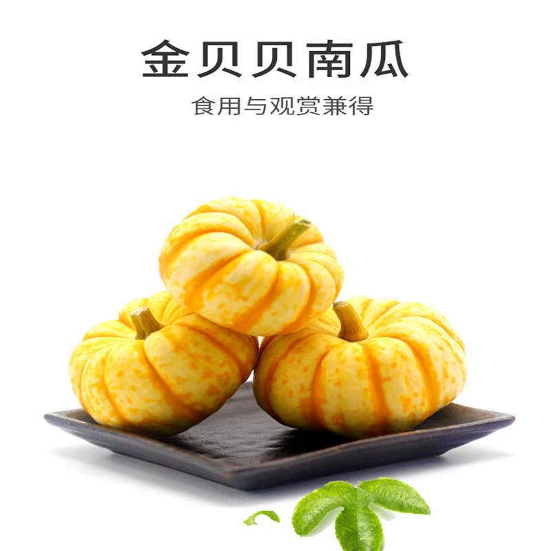 黄金贝贝南瓜小桔瓜宝宝辅食观赏食用新鲜迷你太阳果小南瓜盅雕刻