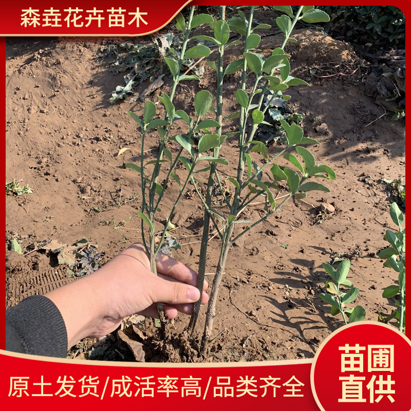 大叶黄杨苗 四季常青耐寒庭院树苗 冬青苗供应绿篱围墙篱笆树苗