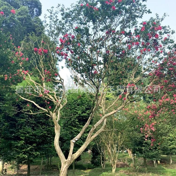 紫薇树苗基地直销 紫薇树 红花紫薇 园林绿化苗木 庭院 风景树