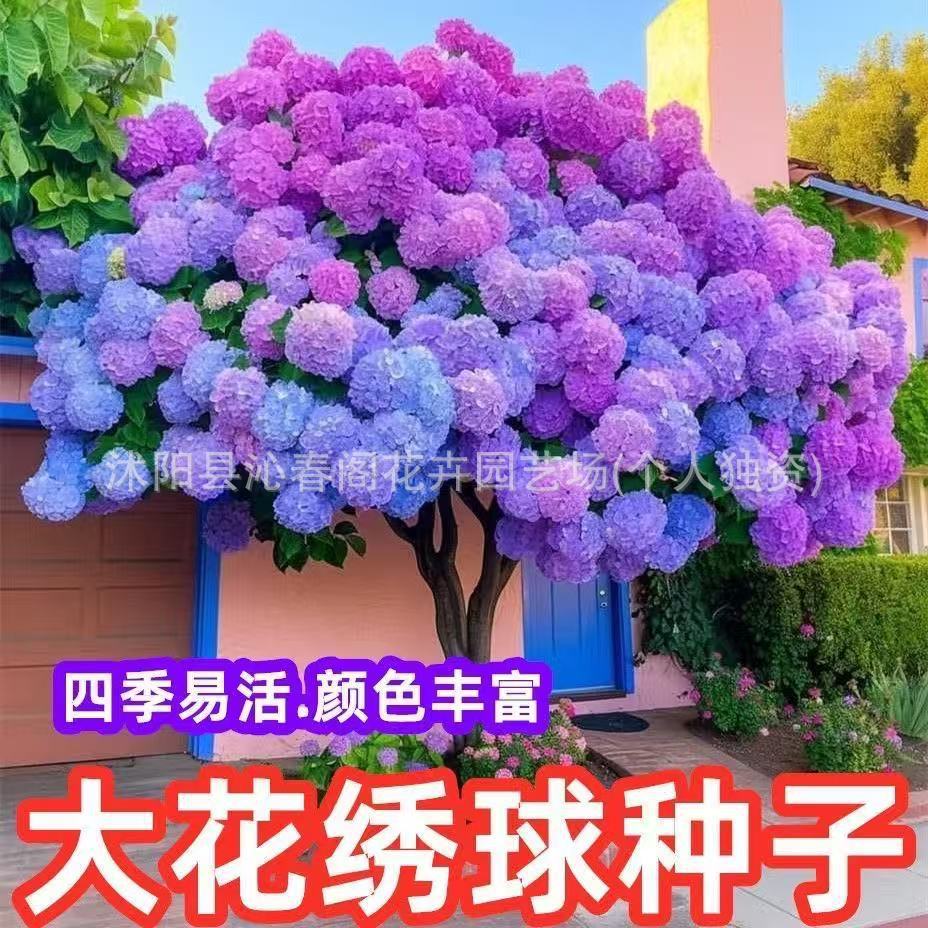 混色梦幻绣球花种子庭院阳台盆栽地栽易活四季可种室外花种子