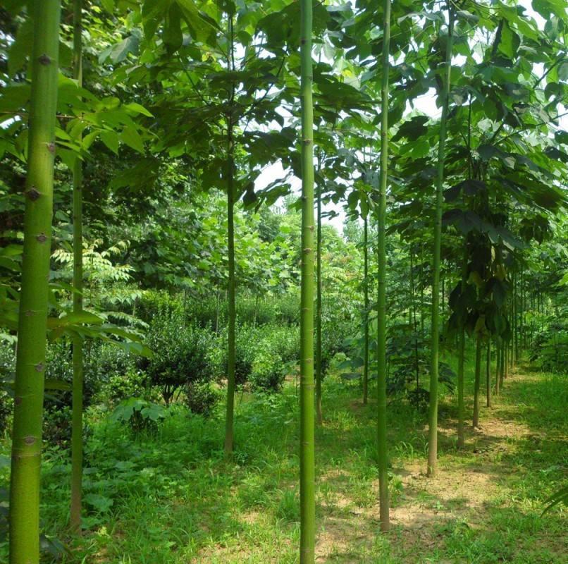 青桐树苗 中国梧桐 桐树小苗 青铜树 庭院行道绿化苗木风景观赏树