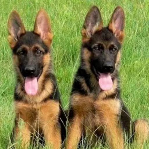 出售德国牧羊犬活体纯种德牧幼犬赛级德牧犬高智商大型护卫犬