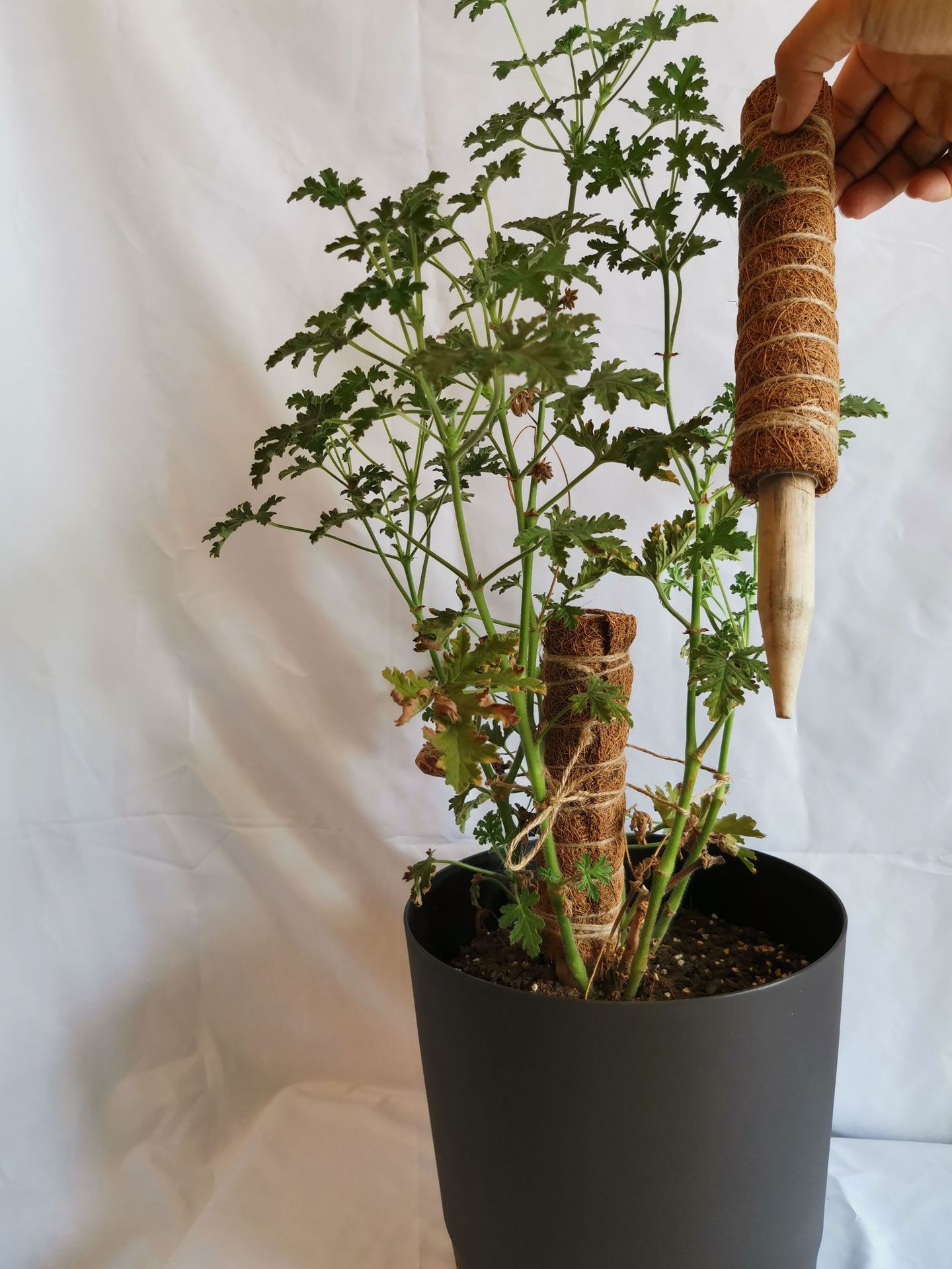 45cm椰棕棒,植物攀爬架,绿萝杆