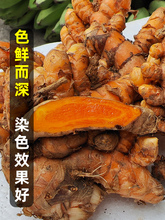 姜黄新鲜广西老姜黄新鲜月子姜食品染色姜药姜咖喱小黄姜鸡汤不辣