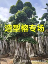 四川小叶榕桩头 贵州造型小叶榕批发  重庆小叶榕树桩 广西细叶榕