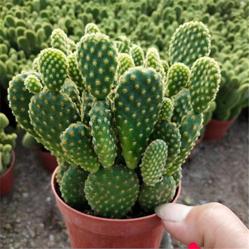 新款多肉植物黄毛掌红毛掌仙人掌科室内美观防辐射易养活绿植盆栽