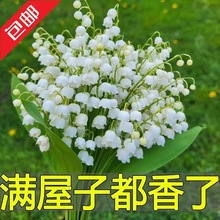 包邮铃兰花苗带根带芽浓香花卉多年生四季开花不断耐寒